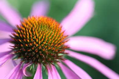Photo of Beautiful pink echinacea flower growing outdoors, closeup