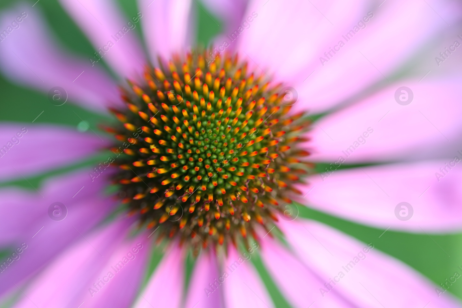 Beautiful pink echinacea flower growing outdoors, closeup Photo of Beautiful pink echinacea flower growing outdoors, closeup