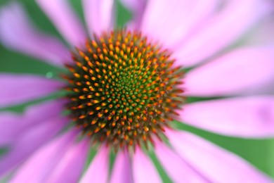 Photo of Beautiful pink echinacea flower growing outdoors, closeup