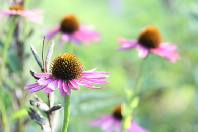 Photo of Beautiful pink echinacea flowers growing outdoors, closeup
