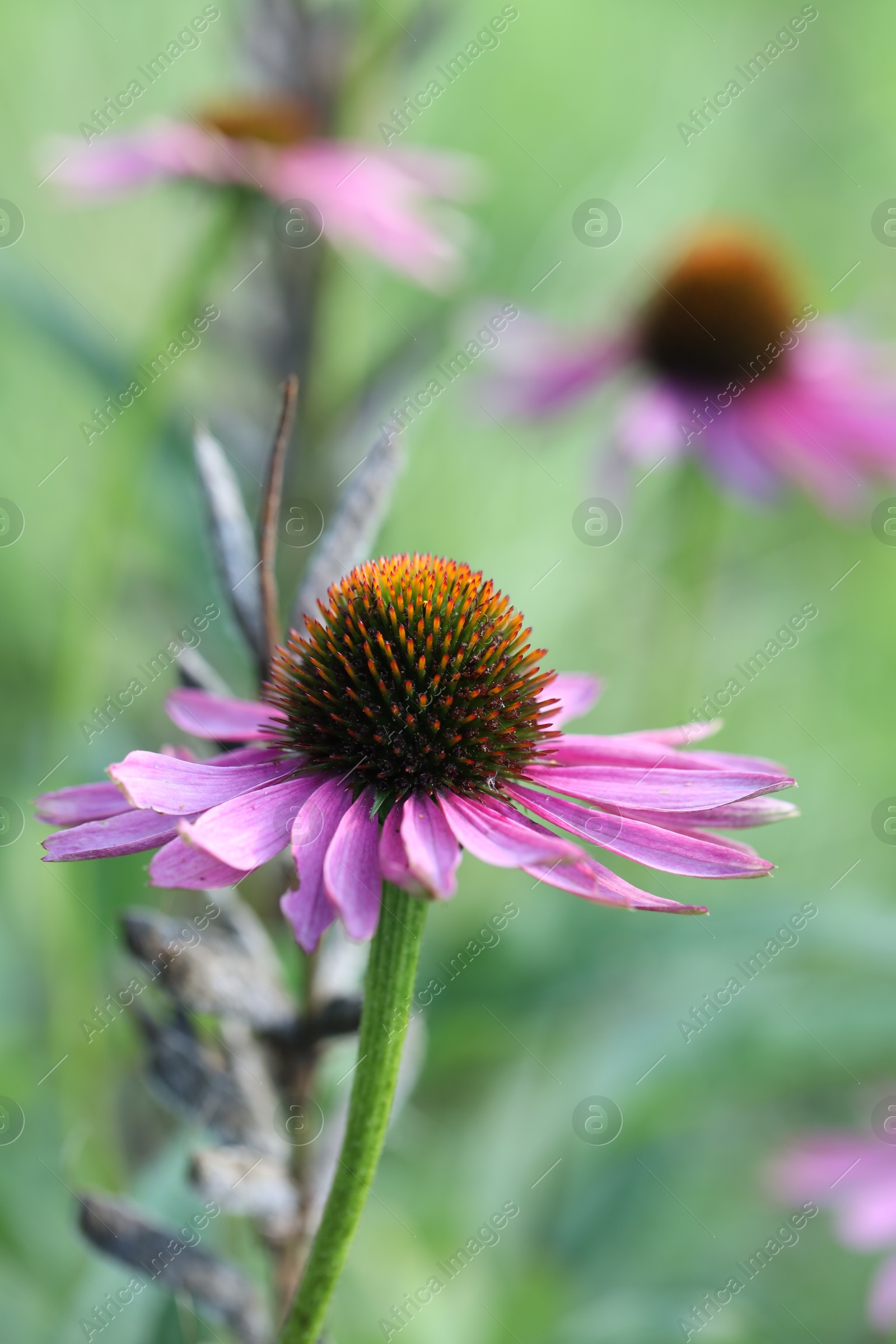 Beautiful pink echinacea flowers growing outdoors, closeup Photo of Beautiful pink echinacea flowers growing outdoors, closeup