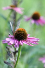Photo of Beautiful pink echinacea flowers growing outdoors, closeup