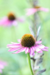 Photo of Beautiful pink echinacea flowers growing outdoors, closeup