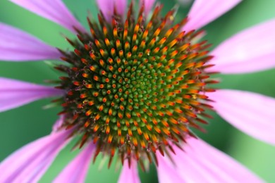 Photo of Beautiful pink echinacea flower growing outdoors, closeup