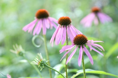 Photo of Beautiful pink echinacea flowers growing outdoors, closeup