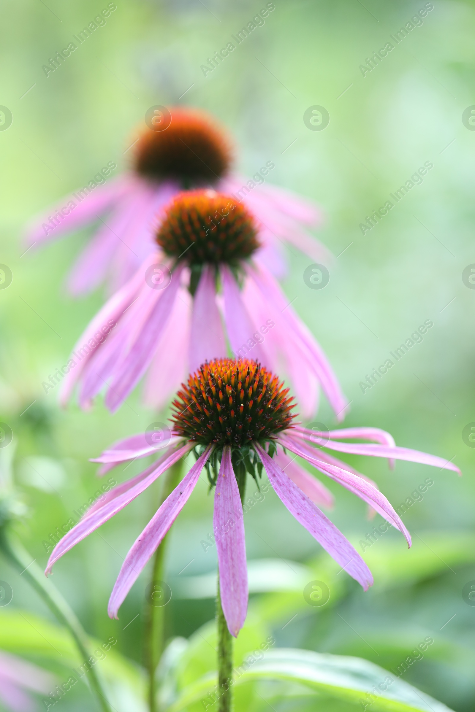 Beautiful pink echinacea flowers growing outdoors, closeup Photo of Beautiful pink echinacea flowers growing outdoors, closeup
