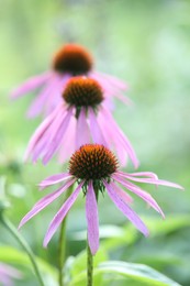 Photo of Beautiful pink echinacea flowers growing outdoors, closeup