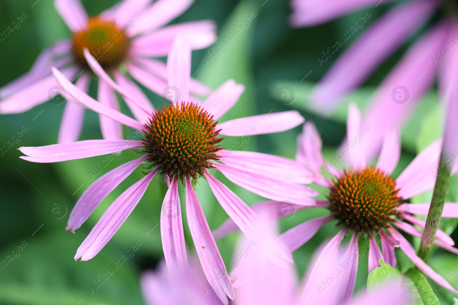 Beautiful pink echinacea flowers growing outdoors, closeup Photo of Beautiful pink echinacea flowers growing outdoors, closeup