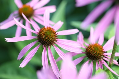 Photo of Beautiful pink echinacea flowers growing outdoors, closeup