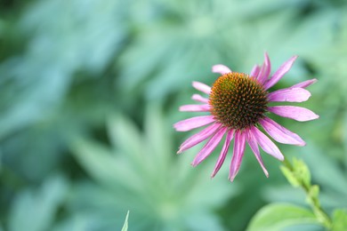 Photo of Beautiful pink echinacea flower growing outdoors, closeup. Space for text