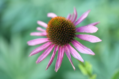 Photo of Beautiful pink echinacea flower growing outdoors, closeup