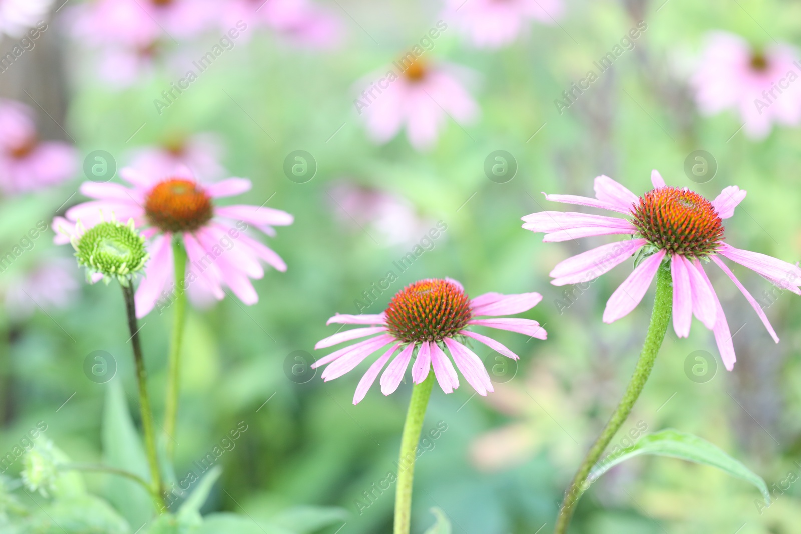 Beautiful pink echinacea flowers growing outdoors, closeup Photo of Beautiful pink echinacea flowers growing outdoors, closeup