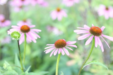 Photo of Beautiful pink echinacea flowers growing outdoors, closeup