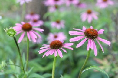 Photo of Beautiful pink echinacea flowers growing outdoors, closeup