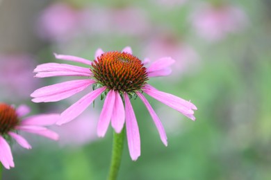 Photo of Beautiful pink echinacea flowers growing outdoors, closeup
