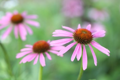 Photo of Beautiful pink echinacea flowers growing outdoors, closeup
