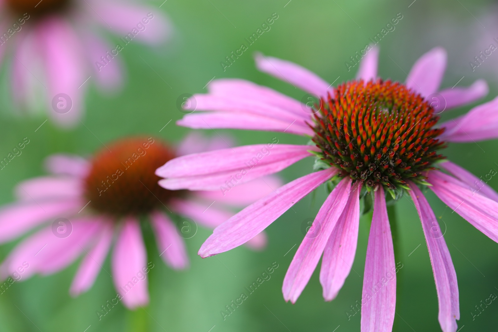 Beautiful pink echinacea flowers growing outdoors, closeup Photo of Beautiful pink echinacea flowers growing outdoors, closeup