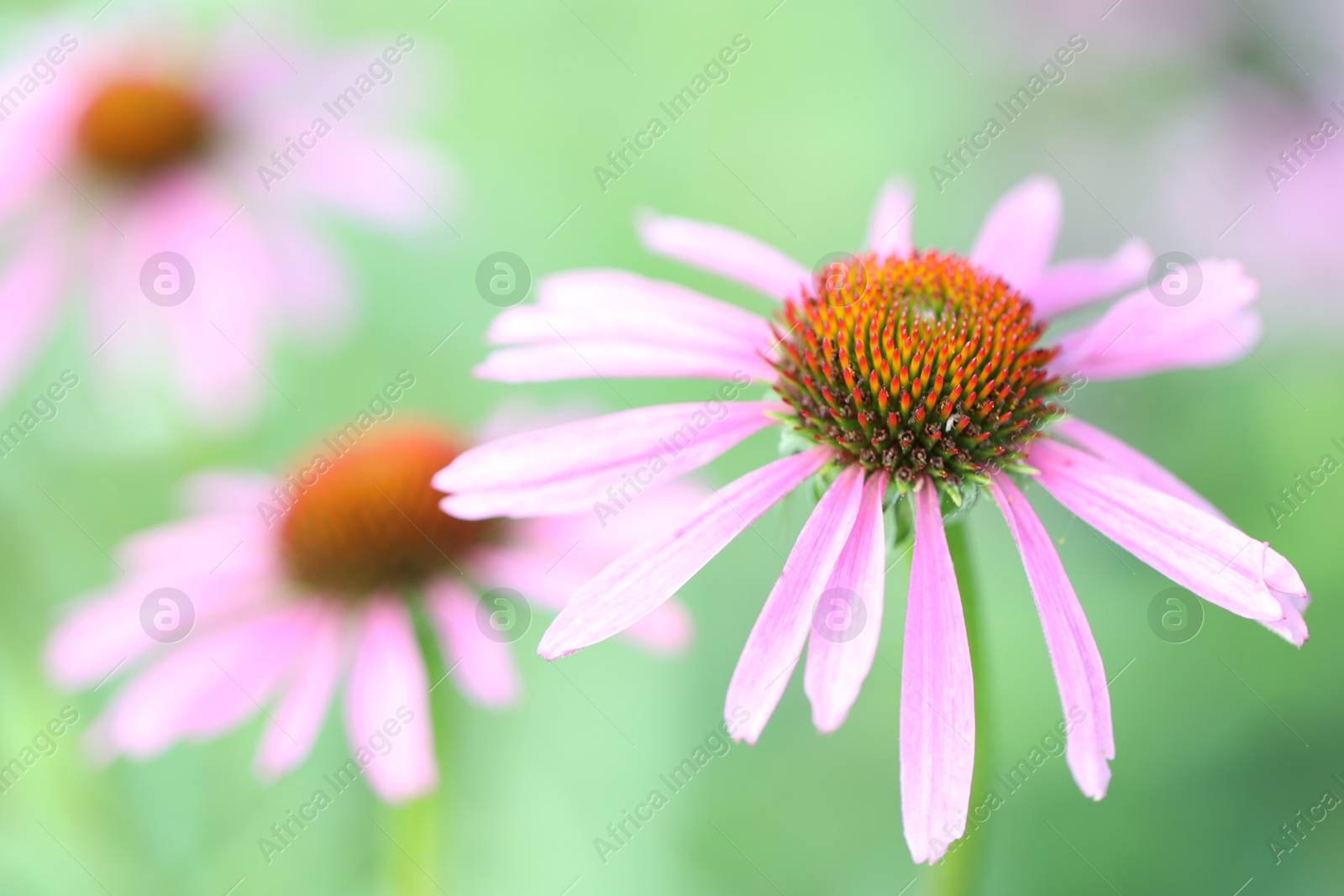 Beautiful pink echinacea flowers growing outdoors, closeup. Space for text Photo of Beautiful pink echinacea flowers growing outdoors, closeup. Space for text