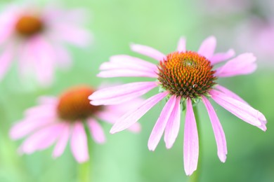 Photo of Beautiful pink echinacea flowers growing outdoors, closeup. Space for text