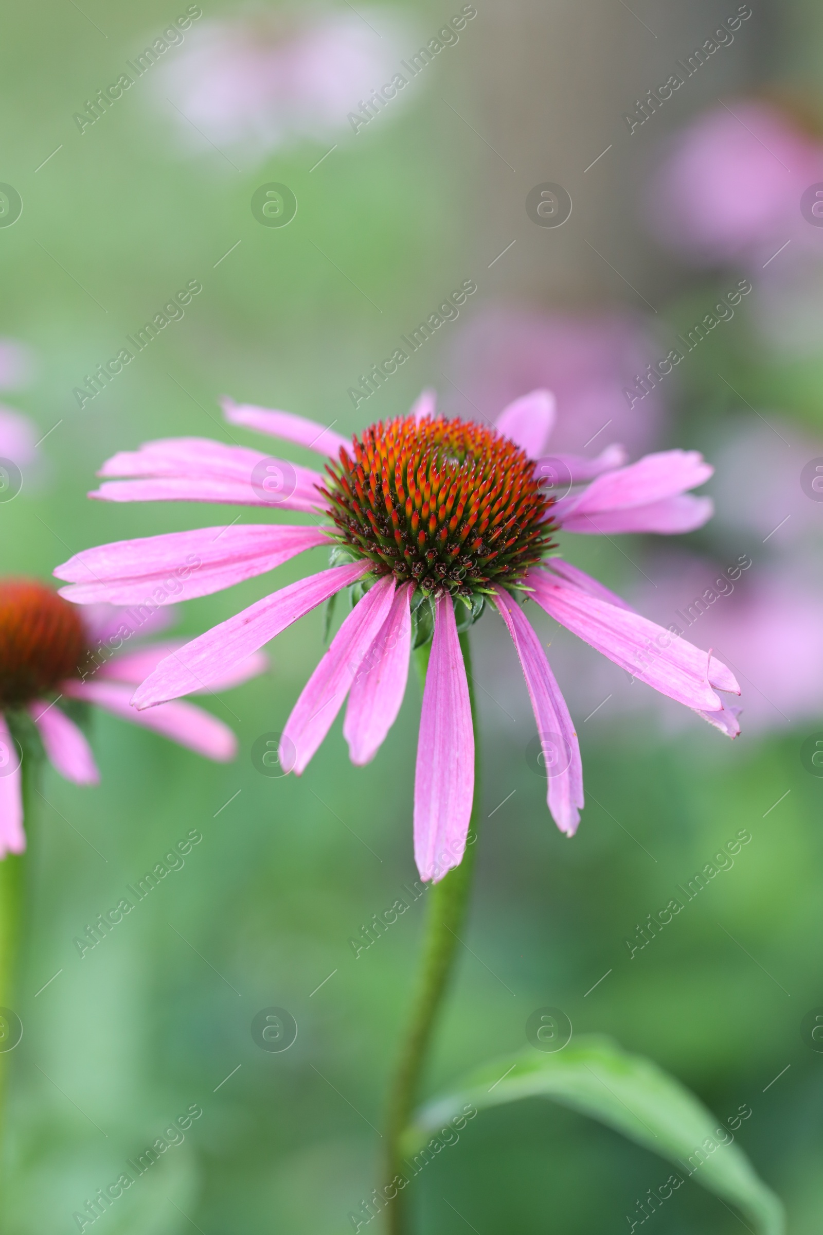 Beautiful pink echinacea flowers growing outdoors, closeup Photo of Beautiful pink echinacea flowers growing outdoors, closeup
