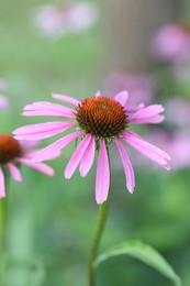 Photo of Beautiful pink echinacea flowers growing outdoors, closeup
