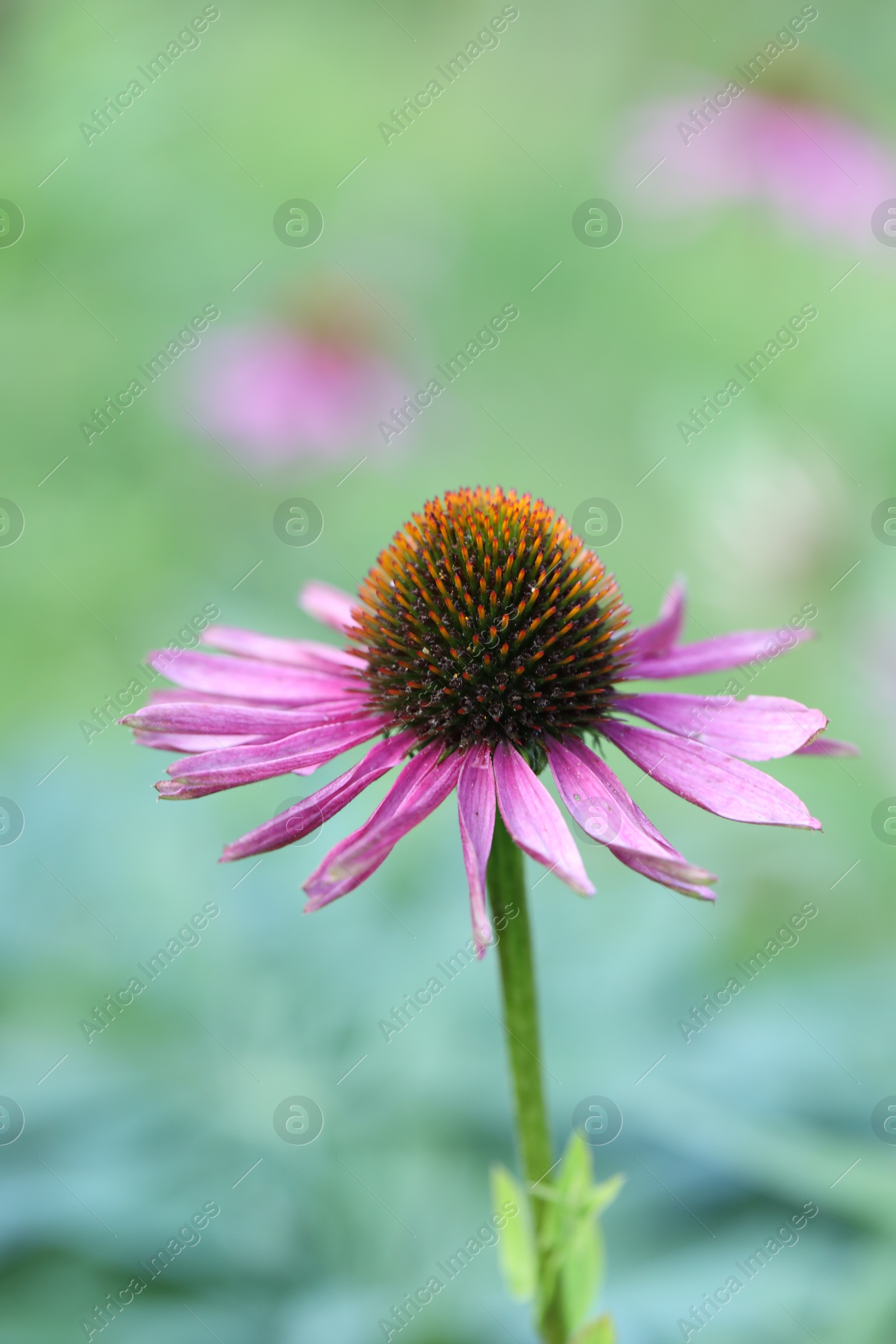 Beautiful pink echinacea flower growing outdoors, closeup Photo of Beautiful pink echinacea flower growing outdoors, closeup
