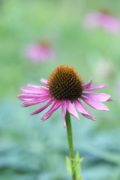 Photo of Beautiful pink echinacea flower growing outdoors, closeup