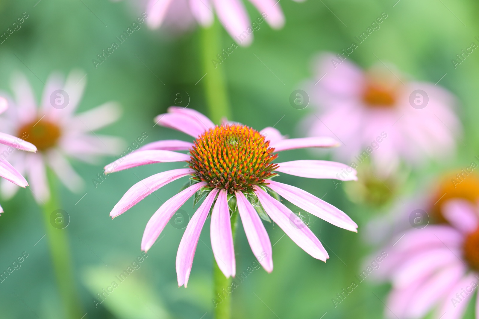 Beautiful pink echinacea flowers growing outdoors, closeup Photo of Beautiful pink echinacea flowers growing outdoors, closeup