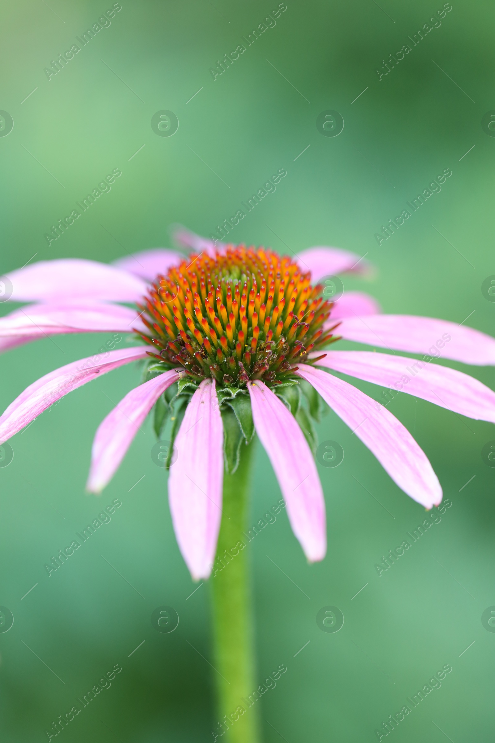 Beautiful pink echinacea flower growing outdoors, closeup Photo of Beautiful pink echinacea flower growing outdoors, closeup
