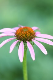 Photo of Beautiful pink echinacea flower growing outdoors, closeup
