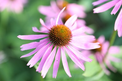 Photo of Beautiful pink echinacea flowers growing outdoors, closeup