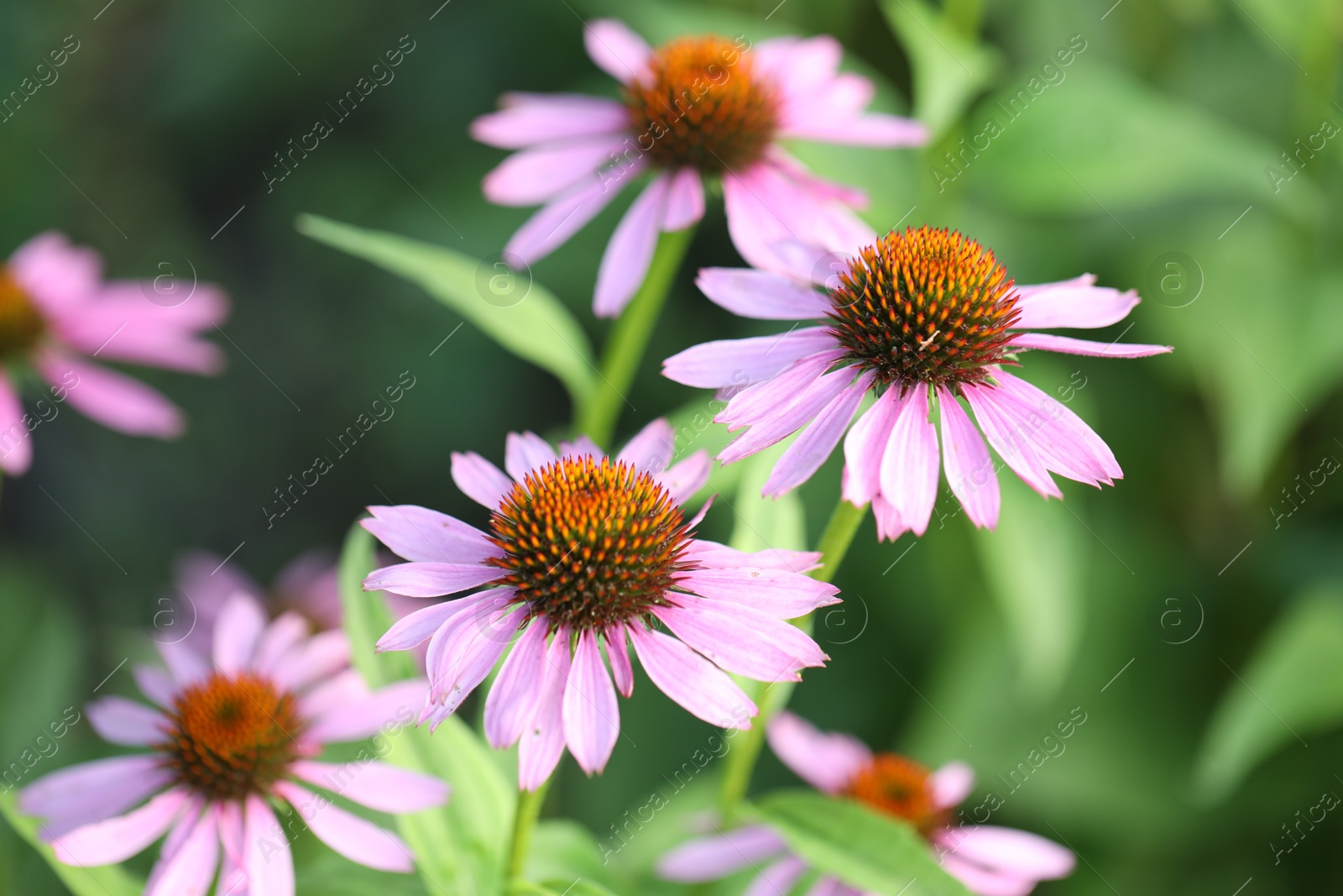 Beautiful pink echinacea flowers growing outdoors, closeup Photo of Beautiful pink echinacea flowers growing outdoors, closeup