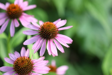 Photo of Beautiful pink echinacea flowers growing outdoors, closeup. Space for text