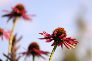 Photo of Beautiful pink echinacea flowers growing outdoors, closeup