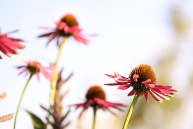 Photo of Beautiful pink echinacea flowers growing outdoors, closeup
