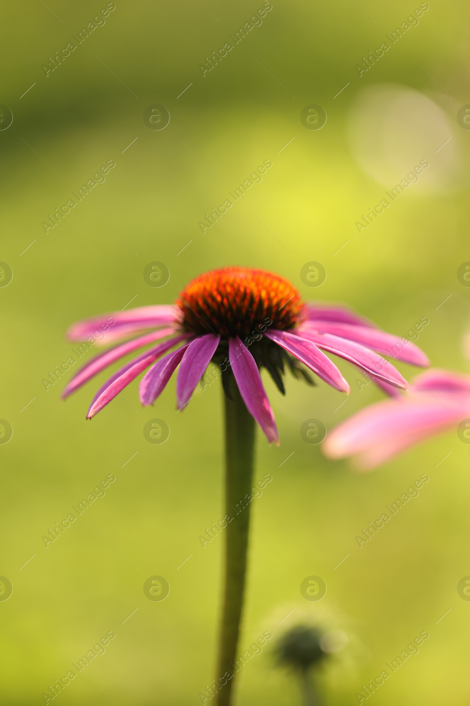 Beautiful pink echinacea flower growing outdoors, closeup Photo of Beautiful pink echinacea flower growing outdoors, closeup