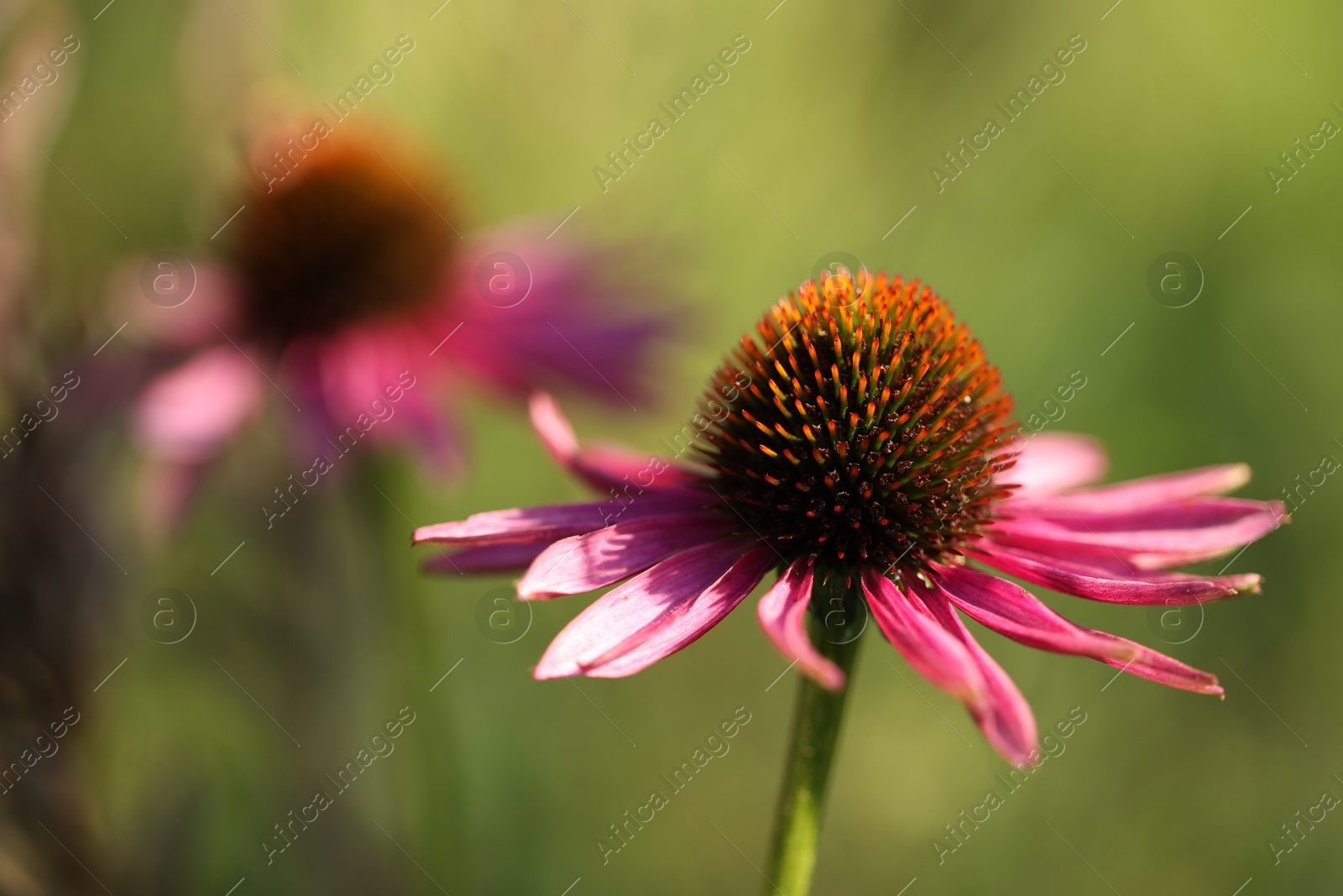 Beautiful pink echinacea flowers growing outdoors, closeup Photo of Beautiful pink echinacea flowers growing outdoors, closeup