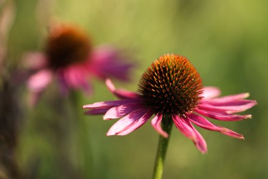 Photo of Beautiful pink echinacea flowers growing outdoors, closeup