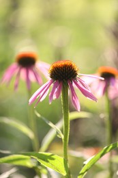 Photo of Beautiful pink echinacea flowers growing outdoors, closeup