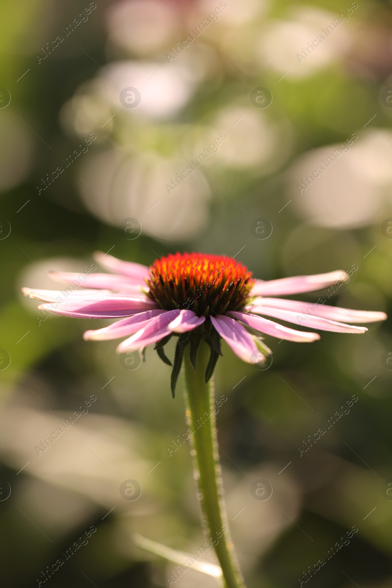 Beautiful pink echinacea flowers growing outdoors, closeup Photo of Beautiful pink echinacea flowers growing outdoors, closeup