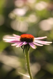 Photo of Beautiful pink echinacea flowers growing outdoors, closeup
