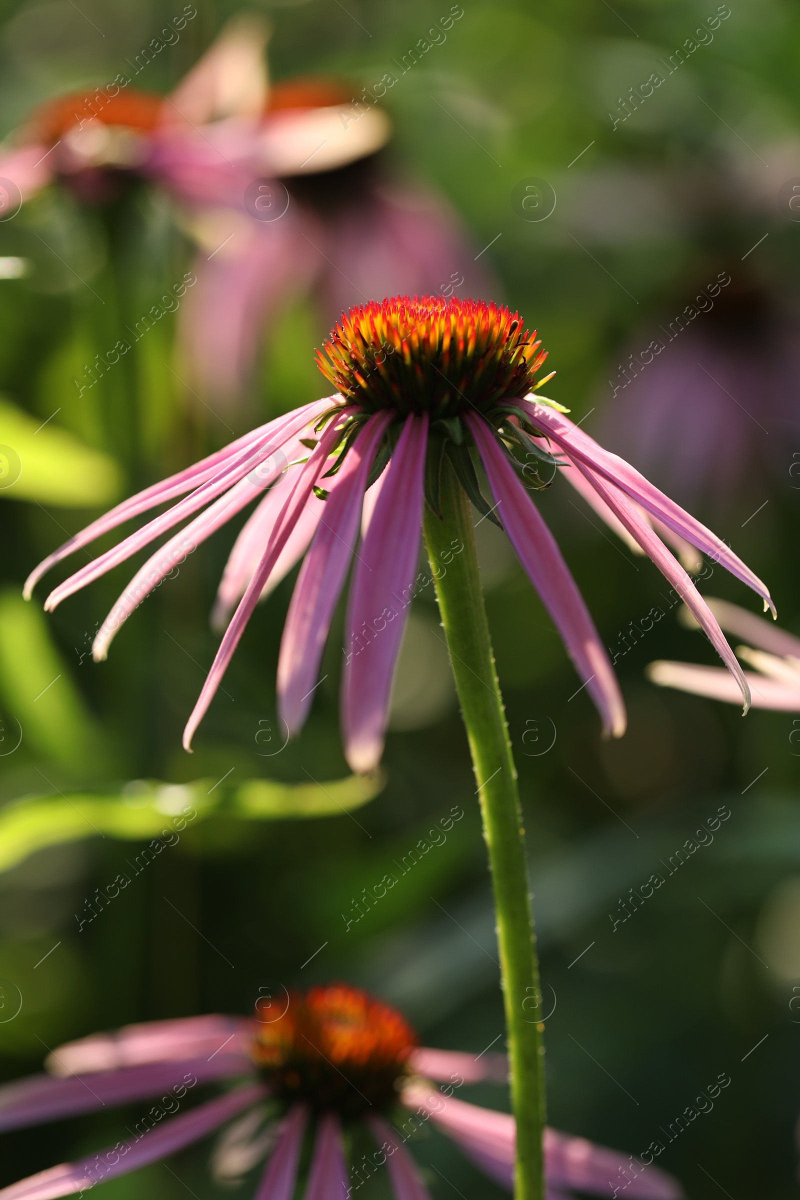 Beautiful pink echinacea flowers growing outdoors, closeup Photo of Beautiful pink echinacea flowers growing outdoors, closeup