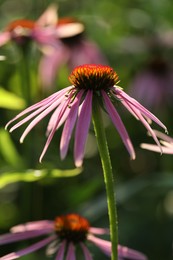 Photo of Beautiful pink echinacea flowers growing outdoors, closeup
