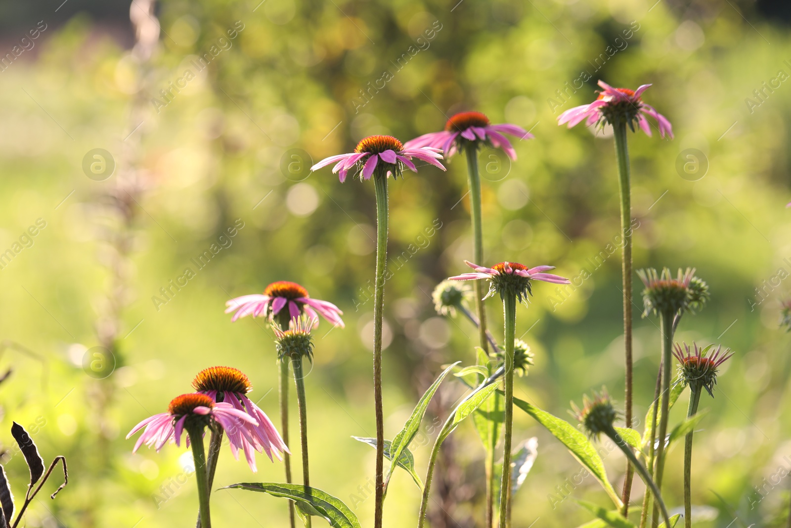 Beautiful pink echinacea flowers growing outdoors, closeup Photo of Beautiful pink echinacea flowers growing outdoors, closeup