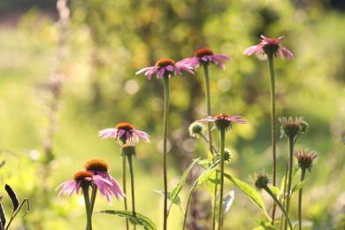 Photo of Beautiful pink echinacea flowers growing outdoors, closeup