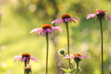 Photo of Beautiful pink echinacea flowers growing outdoors, closeup