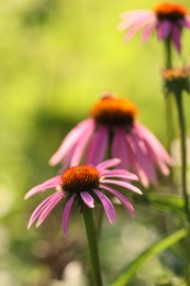 Photo of Beautiful pink echinacea flowers growing outdoors, closeup