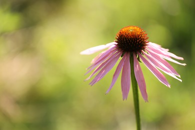 Photo of Beautiful pink echinacea flower growing outdoors, closeup. Space for text