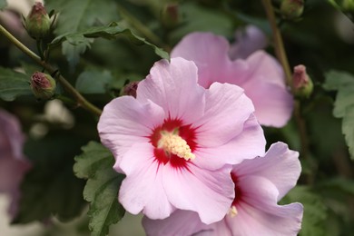 Photo of Hibiscus shrub with beautiful pink flowers outdoors, closeup