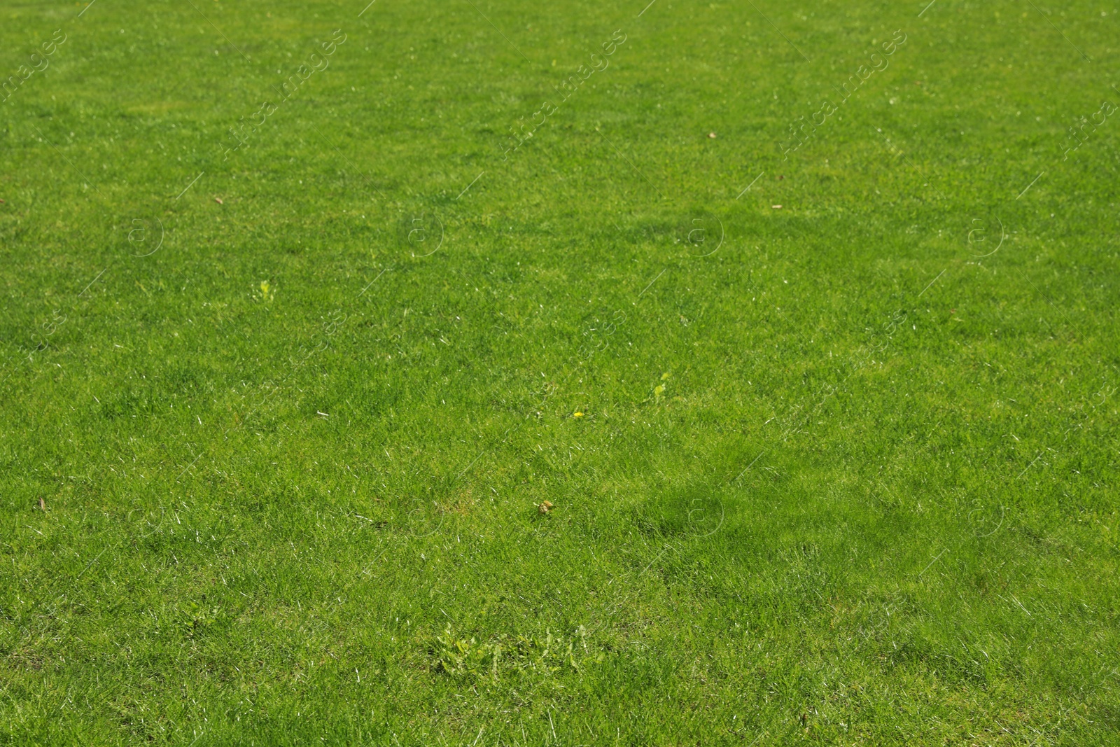 Fresh green grass as background, closeup view Photo of Fresh green grass as background, closeup view